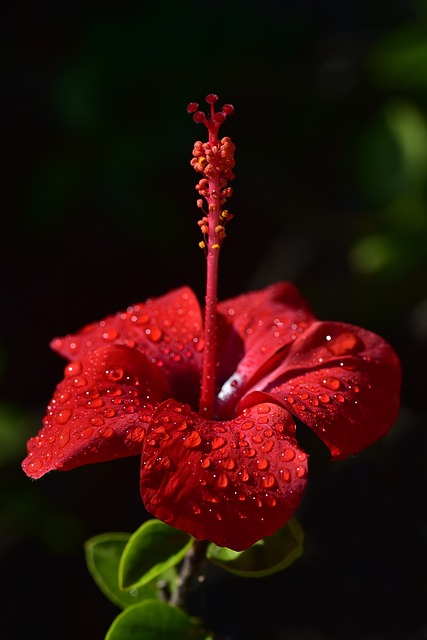 fleur de l'hibiscus avec gouttes